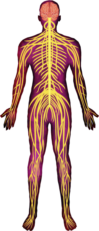 Nervous System – BodyMaitre